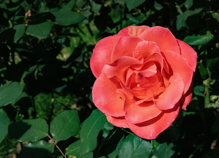 International Student and Scholar Advisor – Oregon, United States job with University of Oregon | 37827914